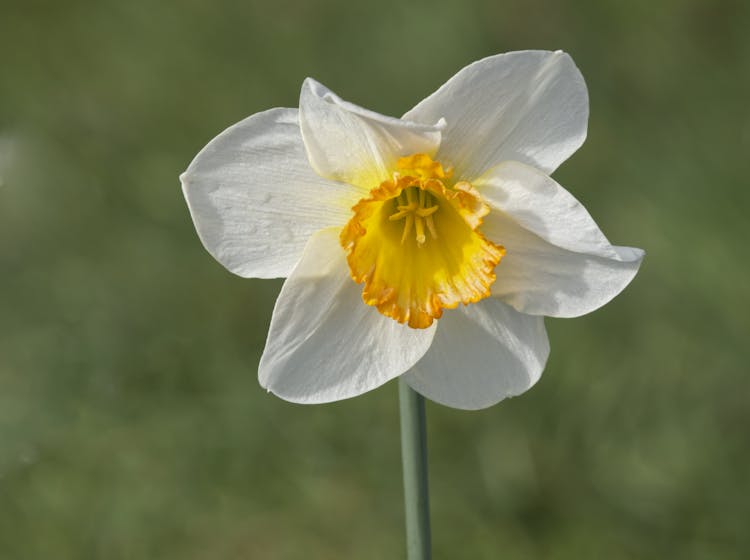 White Daffodil Flower