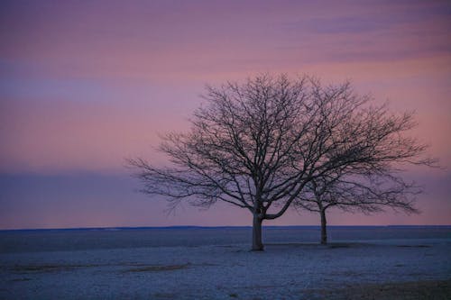 겨울, 나무, 농촌의의 무료 스톡 사진