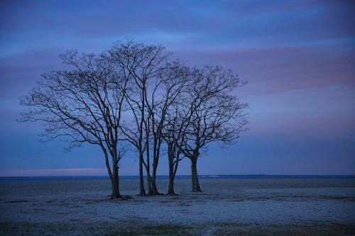 ağaçlar, akşam, arazi içeren Ücretsiz stok fotoğraf