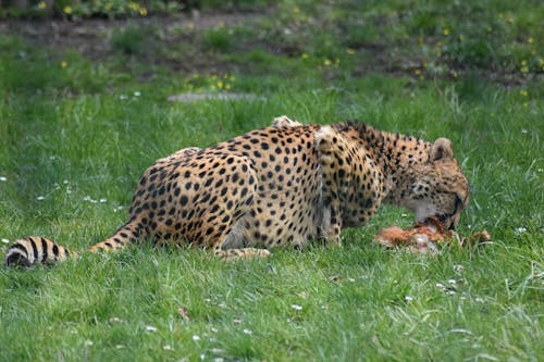 Kostnadsfri bild av byte, djurfotografi, gepard
