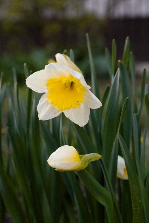 Close up of Narcissus Flowers