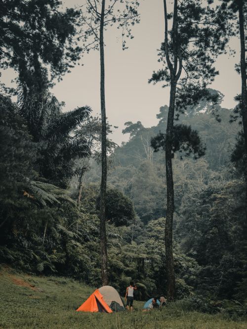 Free Three campers set up tents in a lush forest, enjoying a peaceful escape. Stock Photo