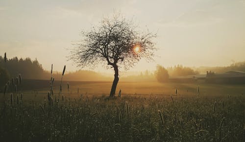 免费 黄金时段树和草的剪影照片 素材图片