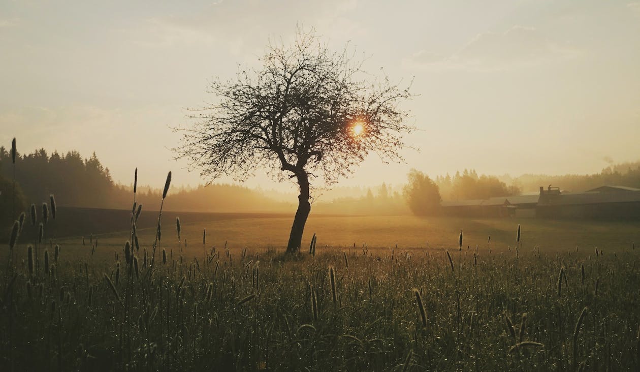 Altın Saat Boyunca Ağaç Ve çimenlerin Siluet Fotoğrafı