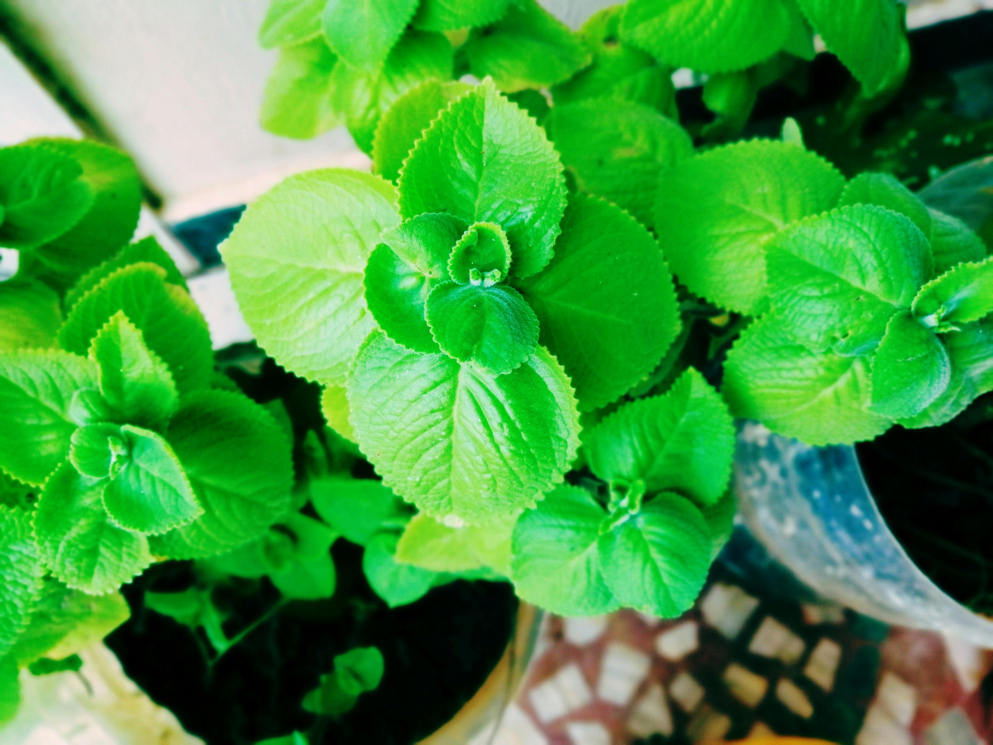 Free stock photo of dark green, dark green plant, green