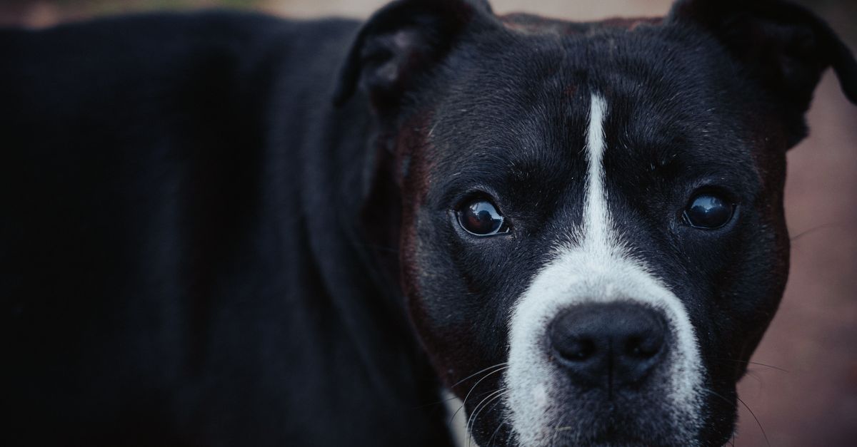 American Bully : Guide complet race 2026