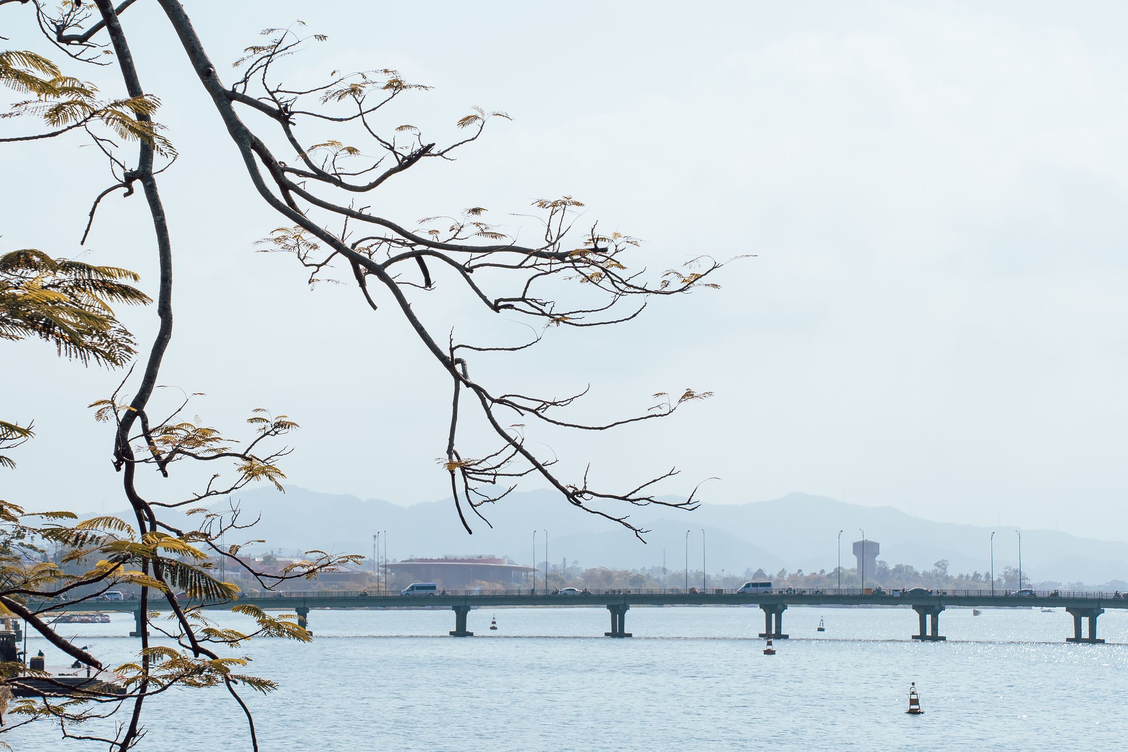 Branch Over Branch over River with Bridge behind · Free Stock Photo