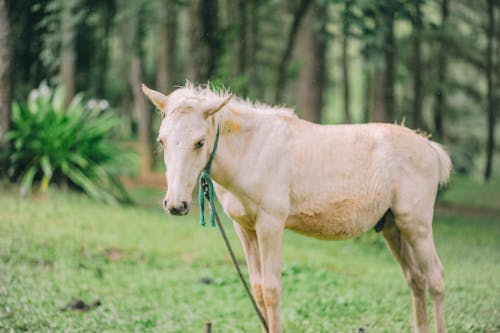 Коричневая лошадь на поле зеленой травы