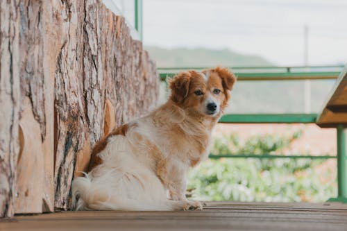Free Photo of a Dog Sitting on Wood Flooring Stock Photo