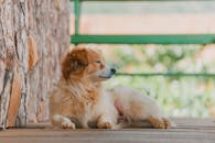 一只毛茸茸的狗在阳光明媚的门廊上安静地休息，享受着温暖的一天