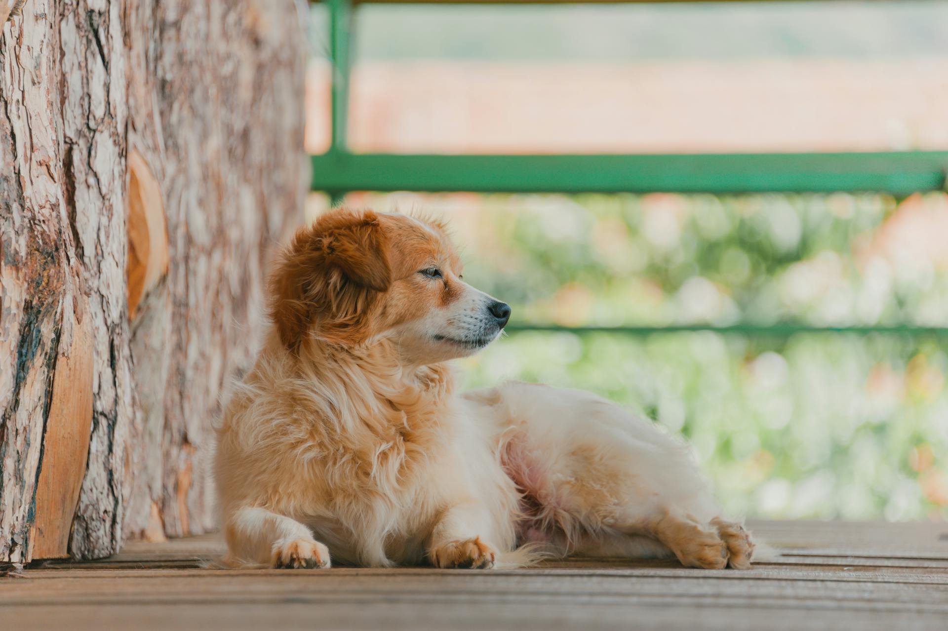 Puppy On Brown Wood Deck