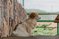 一只可爱的毛茸茸的狗心满意足地坐在乡村木墙边，背景是绿植