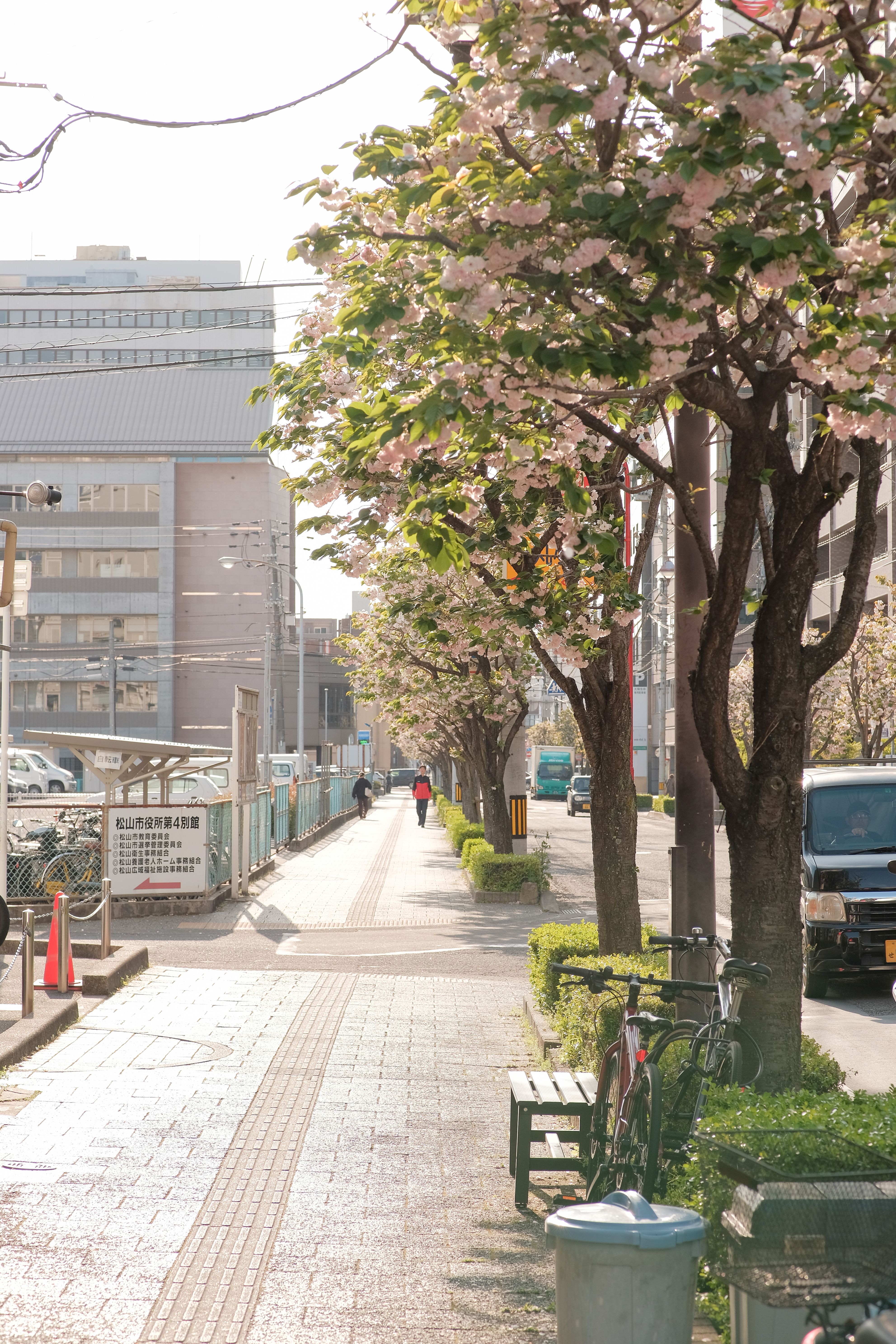 Beautiful cherry blossoms lining a city sidewalk on a sunny day, capturing urban spring charm.