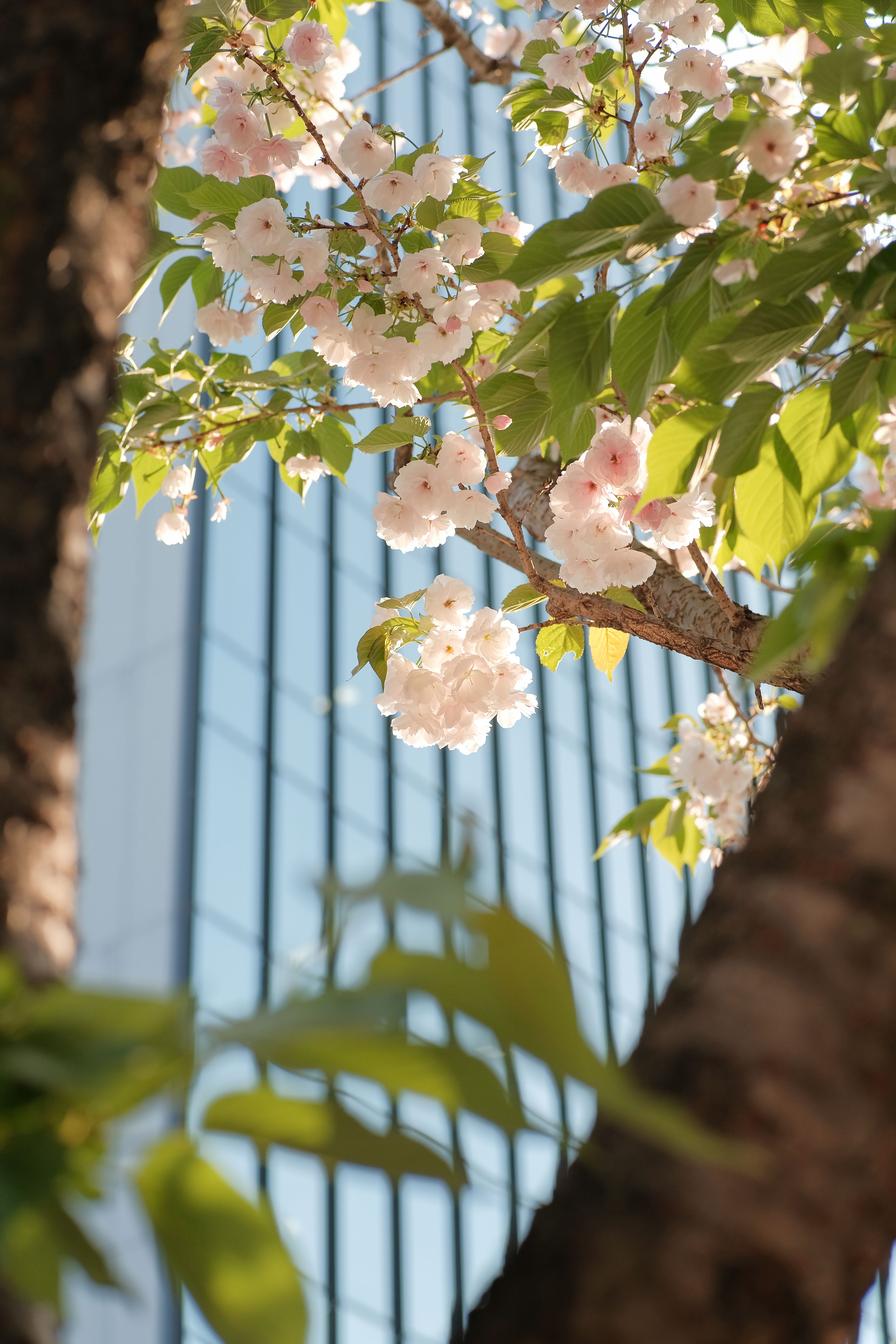 Close up of Cherry Blossoms on Tree · Free Stock Photo
