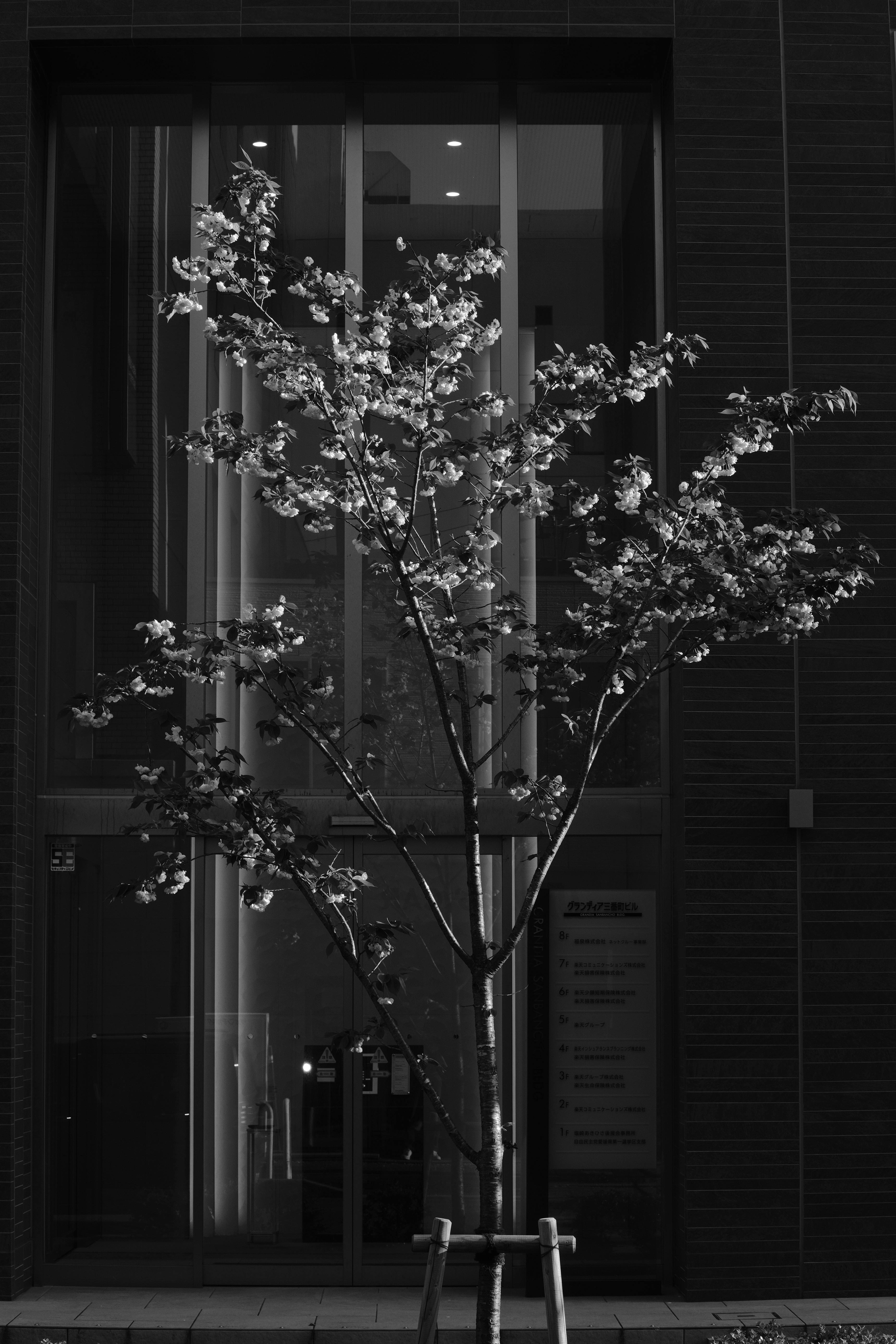 Blooming Tree on City Street · Free Stock Photo