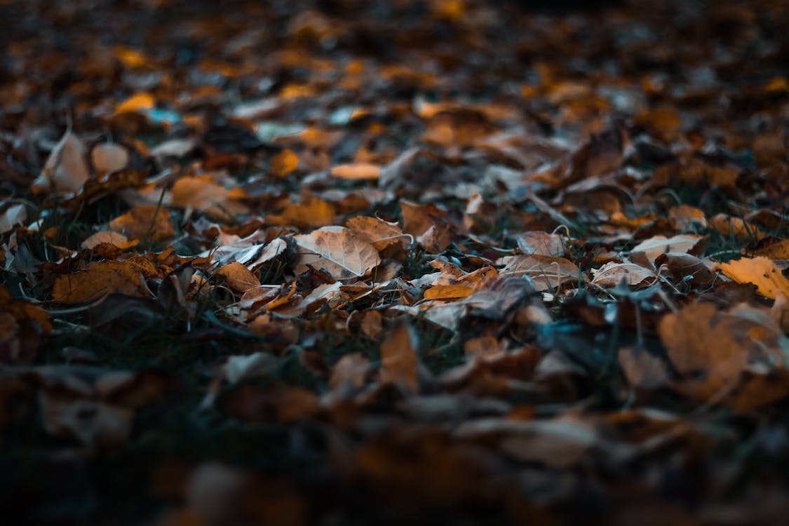 Close-Up Photo of Fallen Leaves