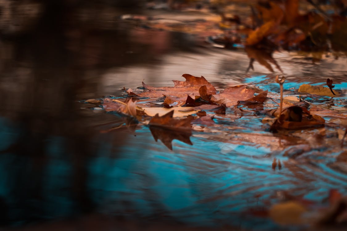 Free Dried Leaves on Body of Water Stock Photo