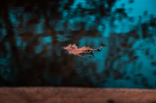 棕葉在平靜的水面上