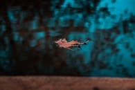 枫叶轻轻漂浮在反光池塘表面的景象，宁静而安详