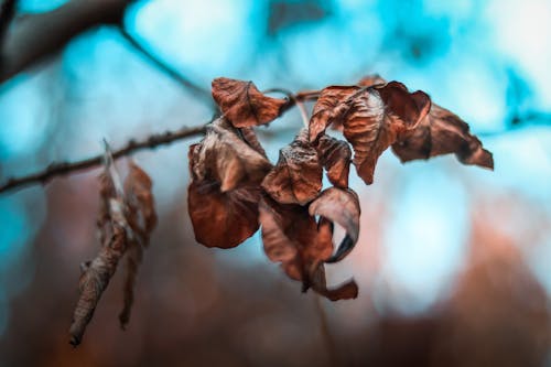 Close Upfoto Van Gedroogde Bladeren