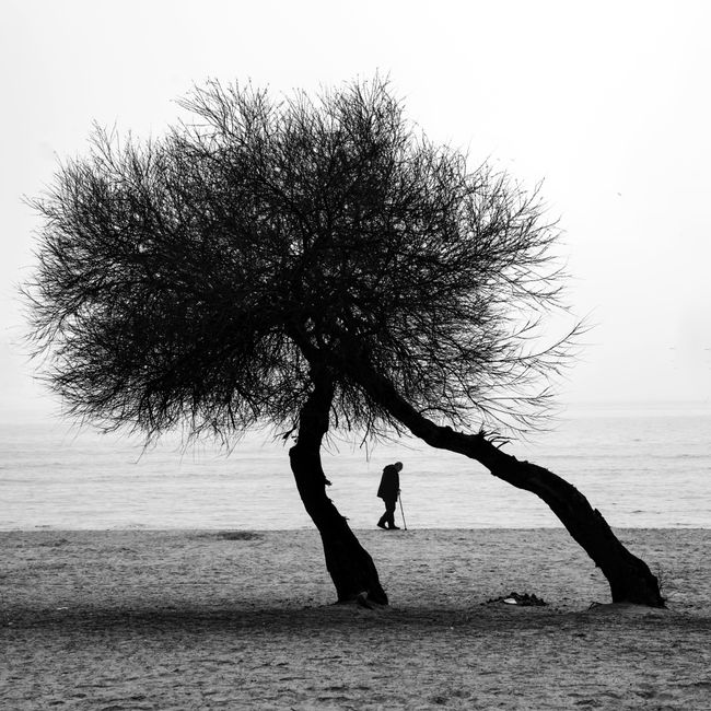 A lone figure walks under a tree on a stark monochrome beach.