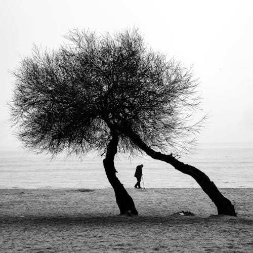 Free Trees and Person on Beach Stock Photo