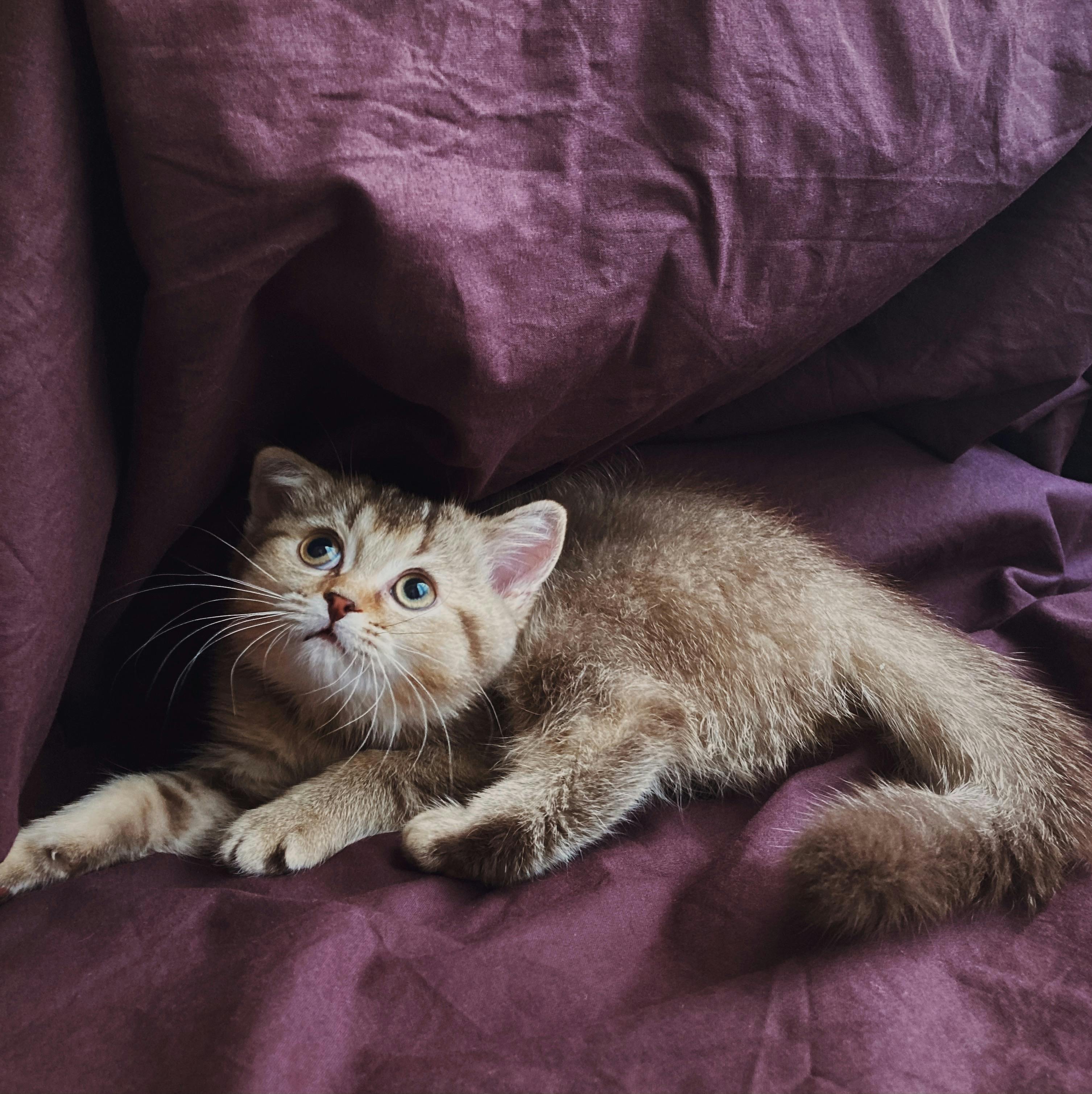 A Kitten Lying in Purple Sheets 
