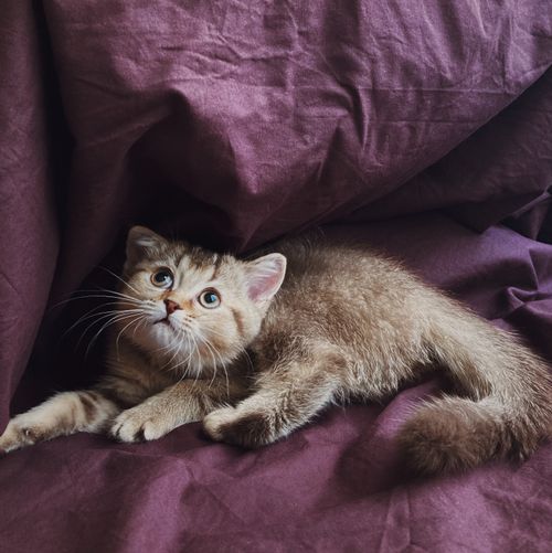 Free Cute tabby kitten lounging on soft purple bedding, capturing a warm and cozy moment. Stock Photo