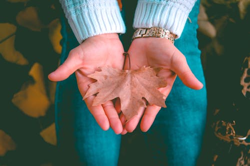 Person Holding Maple Leaf