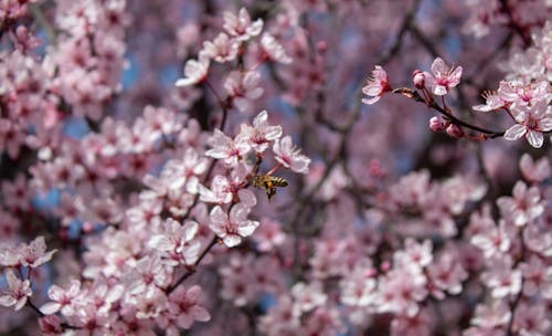 Gratis lagerfoto af bi, blomst, fjeder