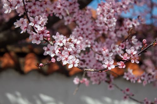 bee on blossom