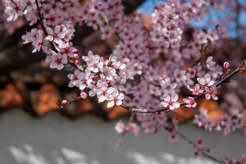Free bee on blossom Stock Photo
