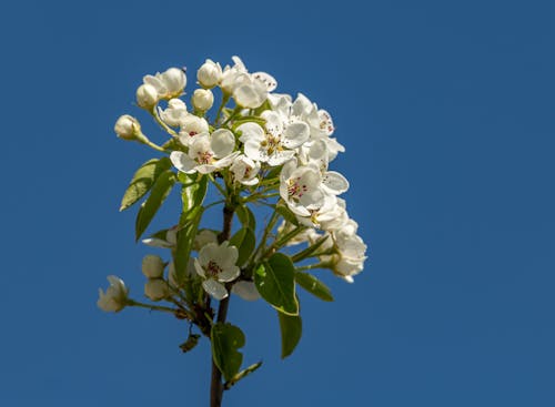 Blooming Branch on Blue Sky