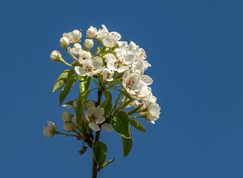 Free Beautiful white blossoms in focus against a clear blue sky, captured in spring. Stock Photo