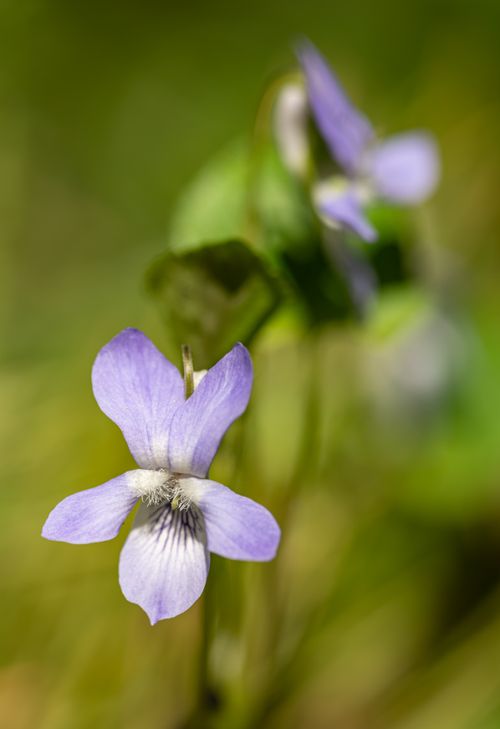Free Detailed close-up of a blue violet flower in bloom, showcasing its delicate petals and vibrant spring colors. Stock Photo