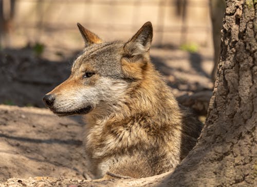 Foto profissional grátis de animal, animal de estimação, cachorro