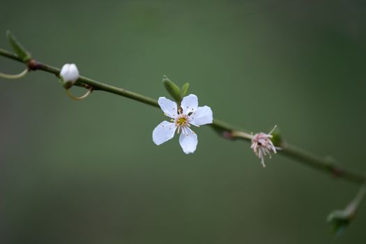 Spring Bloom