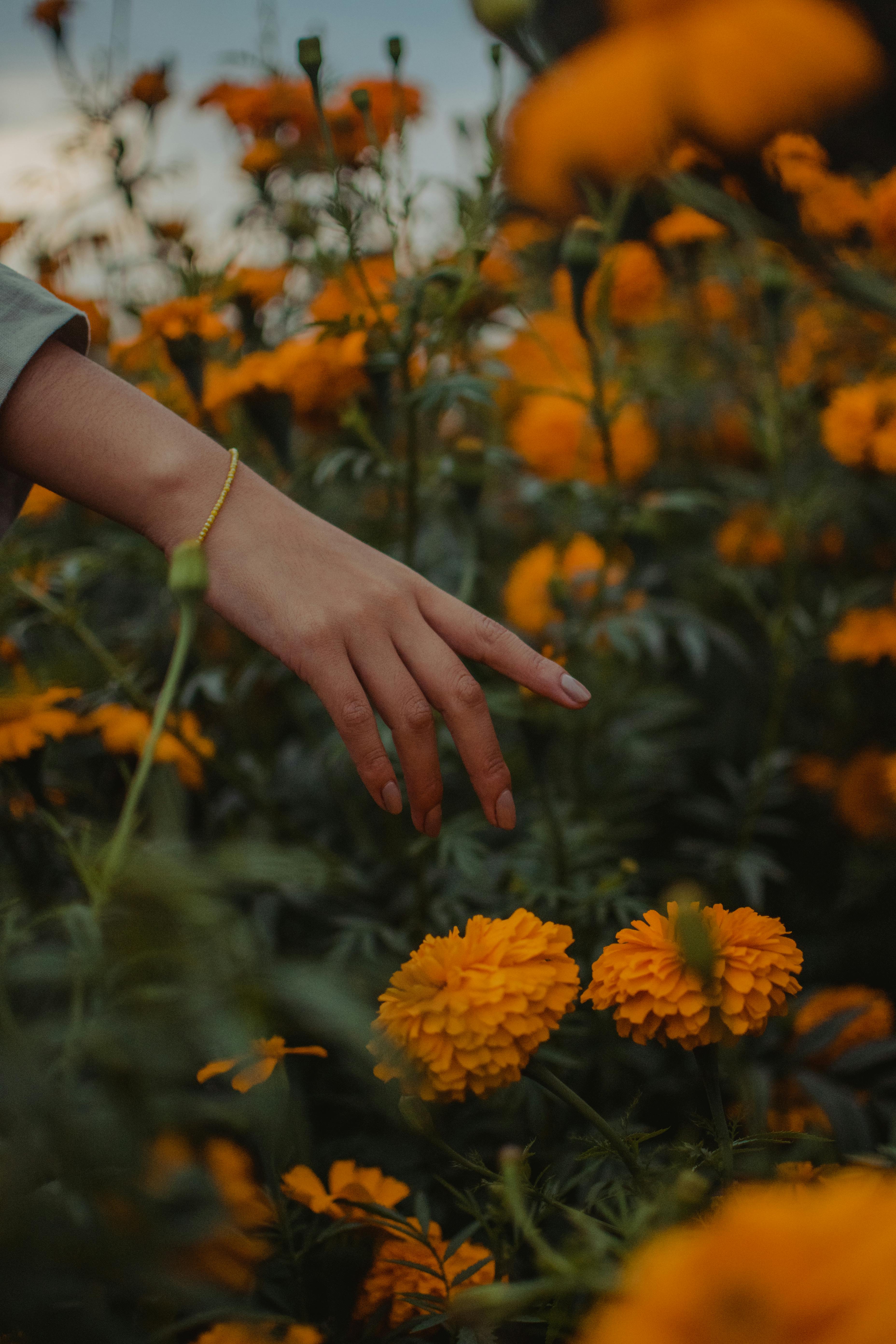 A hand delicately reaches towards blooming marigold flowers in a serene garden setting.