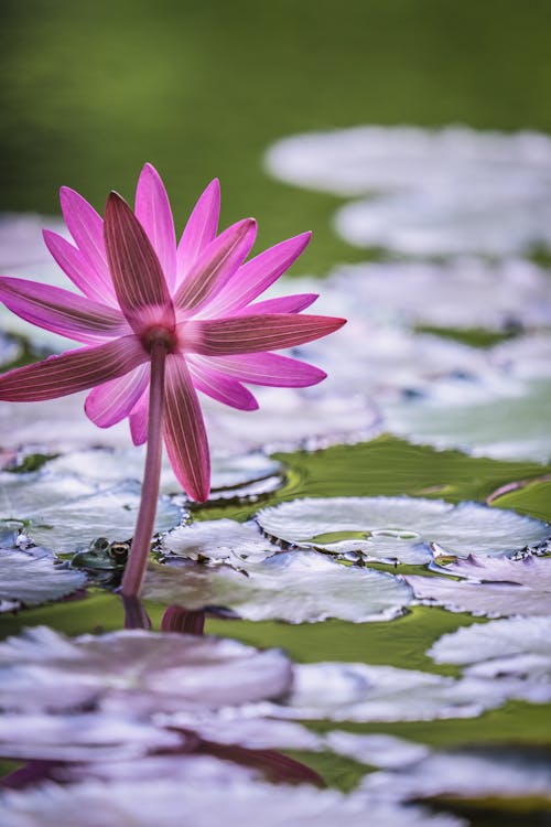 Pink Flower among Water Lilies