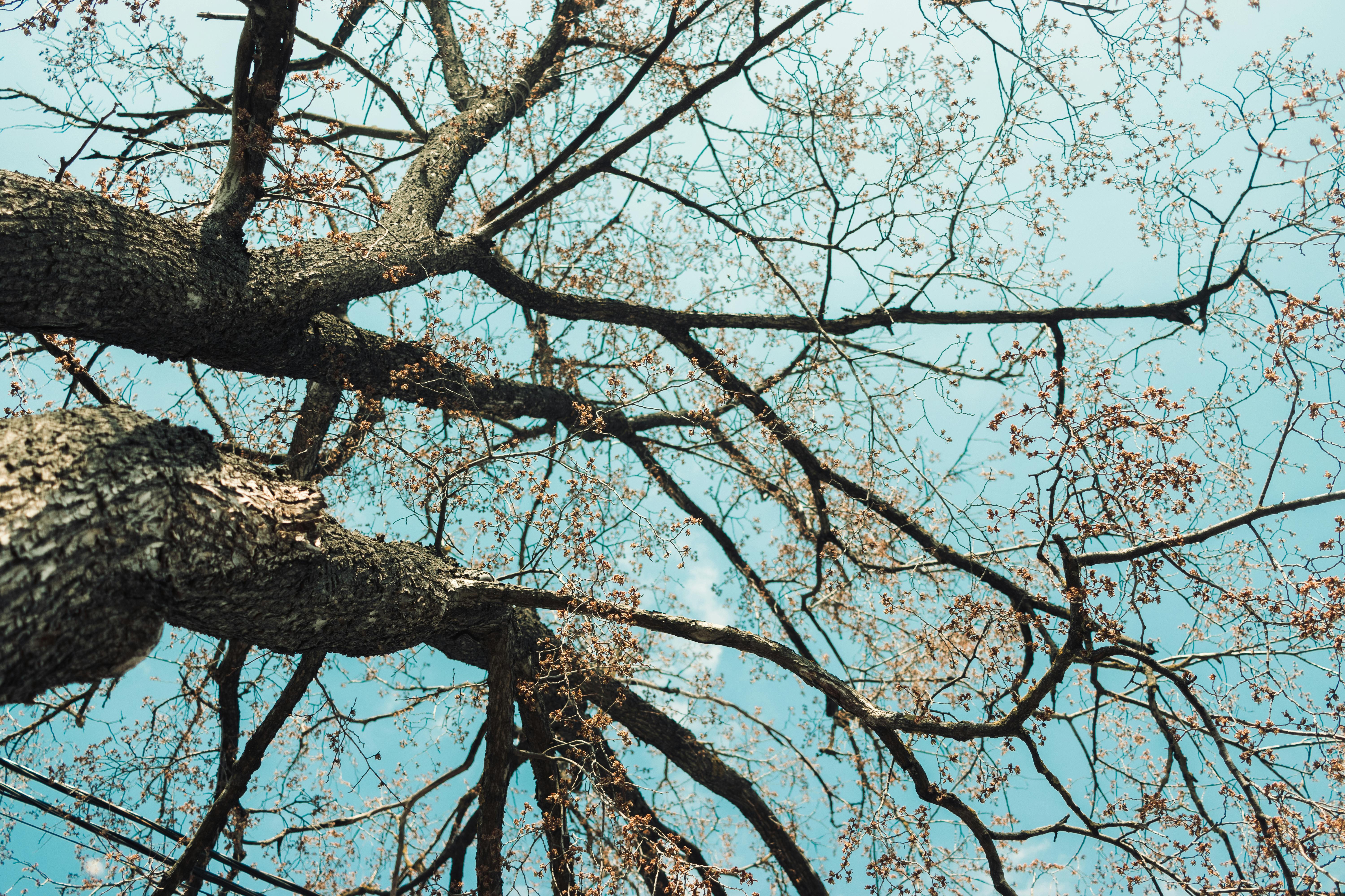 Photos gratuites de @extérieur, angle artistique, arbres