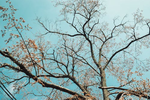 Fotos de stock gratuitas de árbol, caer, cielo azul