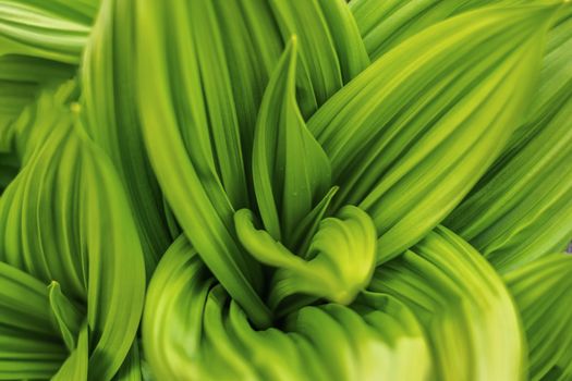 Free stock photo of bicolor, bicolour, botanical