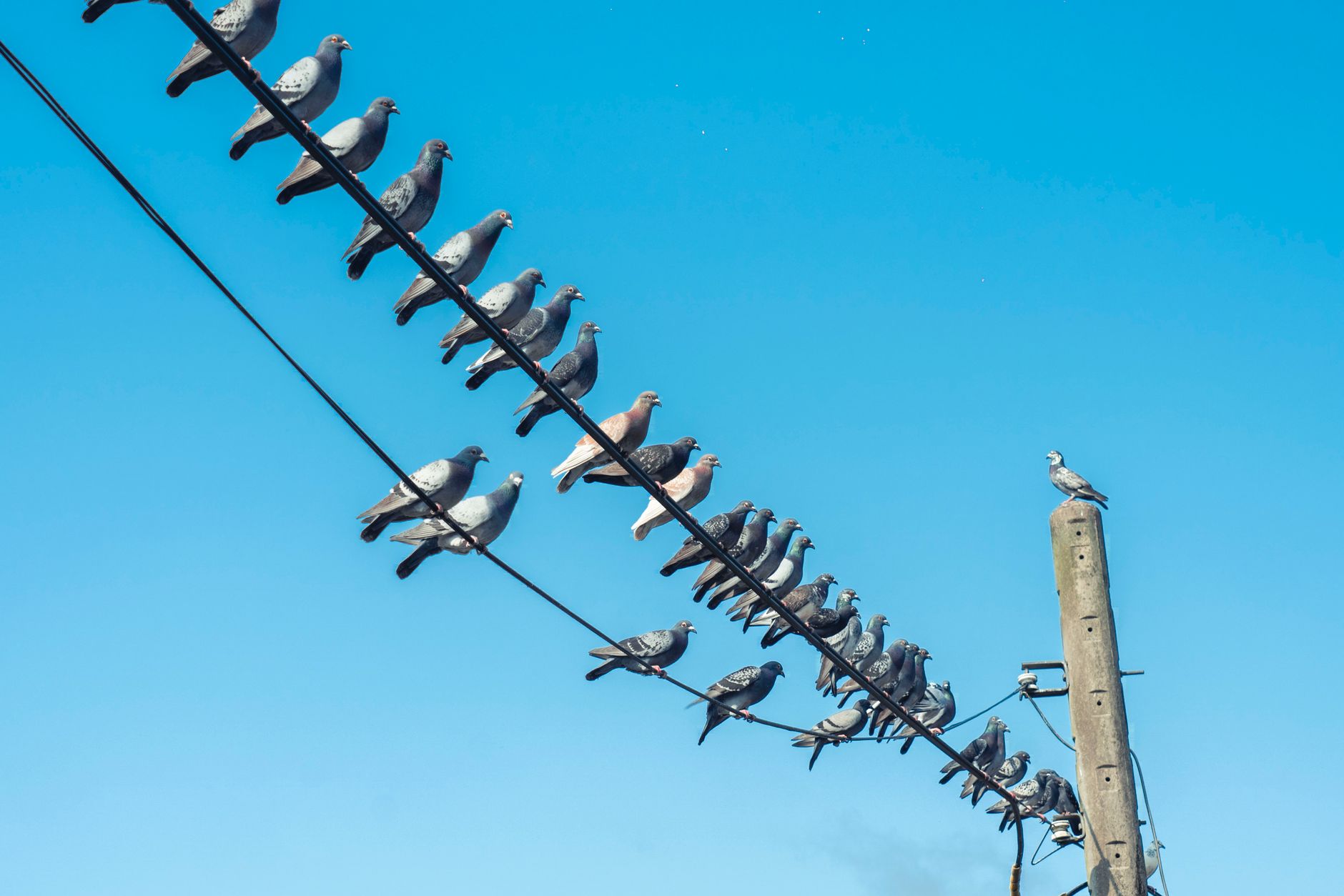 Incendies en Dordogne : un pigeon cause un feu de 2,5 ha, l’autre par foudre