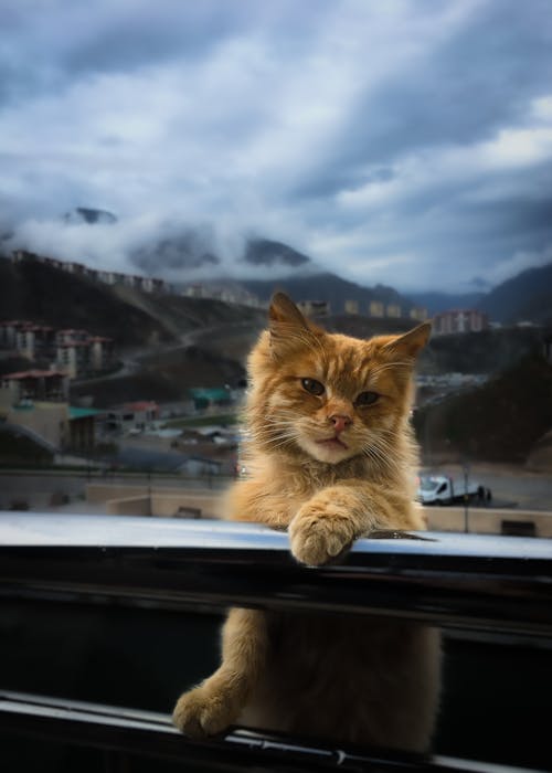 Foto profissional grátis de amante de gatos, animal, animal fofo