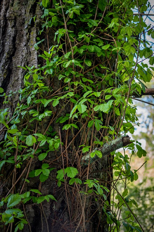 Fotobanka s bezplatnými fotkami na tému brečtan, kmeň stromu, listy