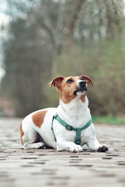 Free Cute Jack Russell Terrier dog sitting on an outdoor cobblestone path wearing a green harness. Stock Photo