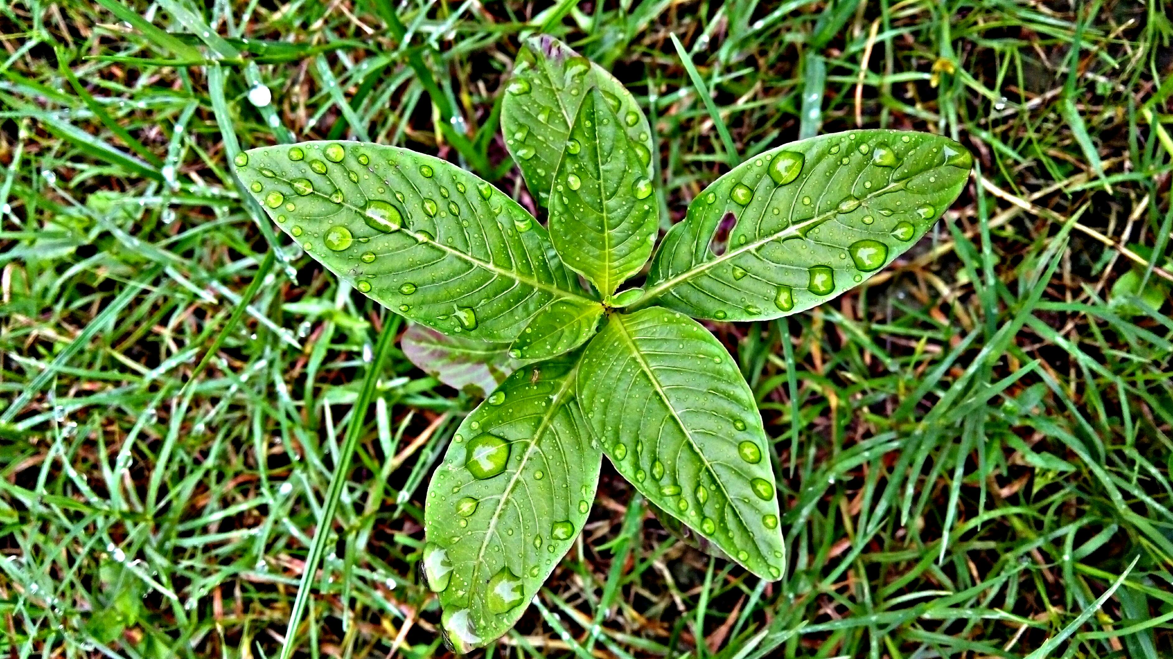 Free stock photo of after the rain, grass, wet grass