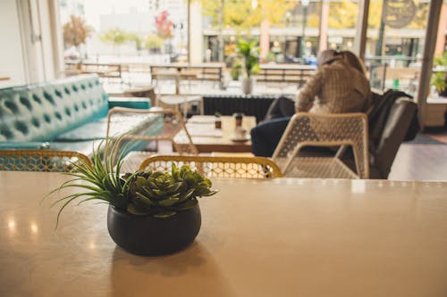 Free Potted Plant on Table Stock Photo