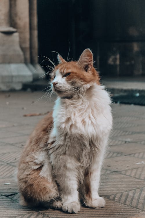 A Fluffy Cat on a Sidewalk 