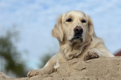 Golden Retriever, köpek içeren Ücretsiz stok fotoğraf